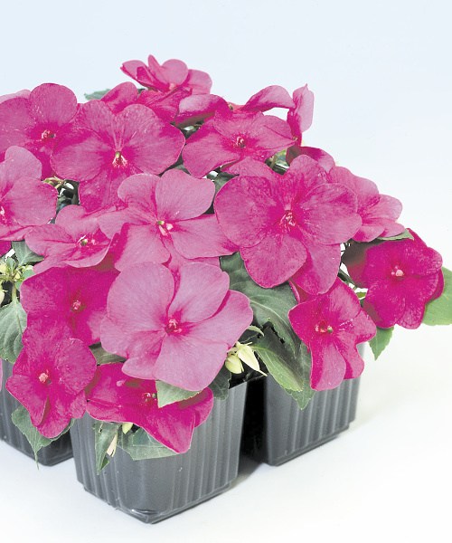 276.130 Impatiens F1 balance violet